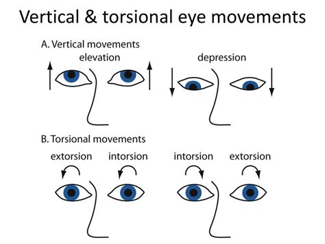 torsional eye movements pdf